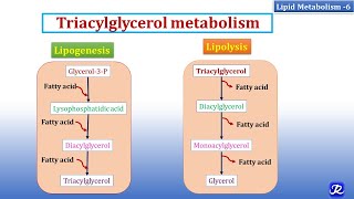 6 Triacylglycerol Metabolism  Lipid Metabolism6  Biochemistry  NJOY Biochemistry [upl. by Holbrook]