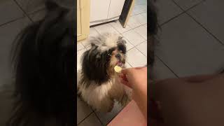 Bler shih tzu ￼comendo batata chips [upl. by Meadow]