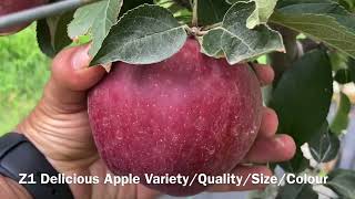 FANZAD Z1 or FEN PLUS GALA Apple Full MATURITYM9 RootstockApple OrchardOwner Avinash Chauhan 🍎 [upl. by Knipe416]