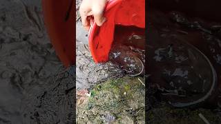 Shing fishing in muddy water fish amazing shorts fishing [upl. by Nauqyaj445]