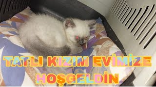 KIZIM YATAĞA FAZLA YATMIYOR SÜREKLİ GEZİYOR KEDİ VİDEOSU YAVRU KEDİ VİDEOSU HAYVANLAR ÂLEMİ [upl. by Isiah]