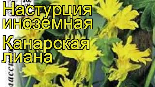 Настурция обыкновенная Канарская лиана Краткий обзор описание характеристик tropaeolum majus nanum [upl. by Medeah]