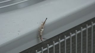 Tussock moth caterpillars pose risk of rash [upl. by Keare]