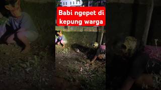 PESUGIHAN BABI NGEPET fyp babingepet pesugihan [upl. by Hgielek]