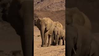 Desert elephants survives the Namibia’s harshest drylands shorts survival desert elephants [upl. by Euqinot]