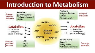 Introduction to Metabolism  Catabolism Vs Anabolism  Biochemistry [upl. by Ira]