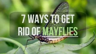 7 Ways to Get Rid of Mayflies [upl. by Majka]