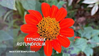 Tithonia Rotundifolia  Easy tips on seed propagation of this beautiful Mexican Sunflower [upl. by Sotos908]