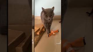 Cat Meowing Song Original Video By cloud9pethotel v On Tiktok v funnycats cat funny song [upl. by Onfre]