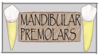 Mandibular premolars Permanent teeth identification [upl. by Revell709]