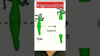 Regeneration biologywalesir regeneration asexualreproduction planaria flatworm hydra [upl. by Raine]