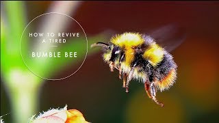 How to revive a tired bumble bee  filmed with a macro lens [upl. by Haissi]