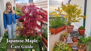 How To Grow Japanese Maples in Pots  Complete Care Guide [upl. by Demaria]