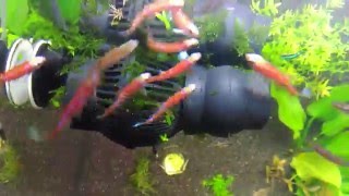 Notropis Chrosomus Breeding [upl. by Amalee590]