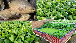 I Build an aquaponics System for Raised Climbing Perch Fish and Grow Mustard Green Pak Choy [upl. by Ecinreb]