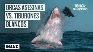 Así aniquilan las orcas asesinas a los tiburones blancos  Tiburones [upl. by Freddi]