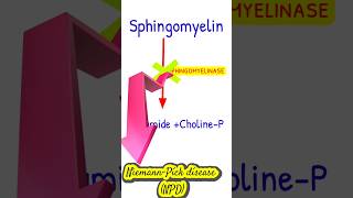 NiemannPick disease metabolicdisorders shortsfeed NiemannPick [upl. by Irallih]