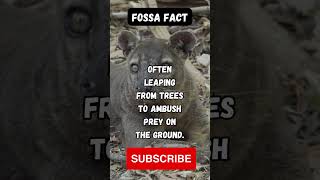 quotFossa The Aerial Ambush Predators of Madagascar 🌳🦁viralvideo shortsvideo viral ytshorts [upl. by Jobye]