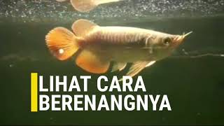 Cara Membedakan Ikan Arwana Jantan dan Betina [upl. by Olegnaid]