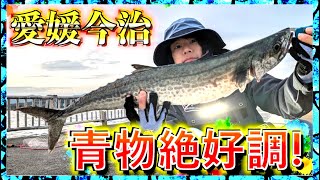 第269話【青物シーズン突入】愛媛のショアジギングが今アツいの巻 [upl. by Nonnahsal]