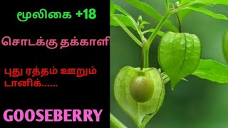 சொடக்கு தக்காளிphysalis minimagooseberry fruit herbsodakku thakkali [upl. by Anoval]