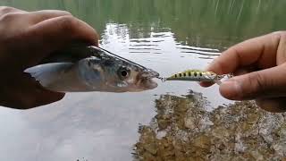 Pesca BioBio festival de piques pesca de pejerrey argentino y trucha arcoiris [upl. by Rubliw183]