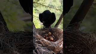 Black drongo bird babies P 16 shortvideo viralshorts [upl. by Teragramyram49]