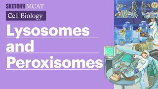 Lysosomes amp Peroxisomes Cellular Functions Full Lesson  Sketchy MCAT [upl. by Aitel]