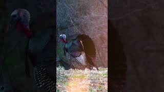 Rare Footage Of A Tom Breeding A Hen Turkey turkeyseason23 hunting turkeyseason shorts [upl. by Alohcin439]