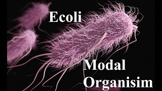 Ecoli Modal Organism  Microbial Genetics  2024 [upl. by Mohr527]