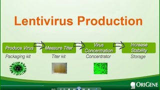 Lentivirus production  packaging titermeasuring and stabilizing [upl. by Ellehcor300]