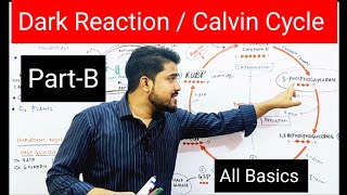 Dark reaction of photosynthesis  Calvin cycle [upl. by Ahsataj]