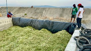 CORN HARVESTING and ENSILING Mahirap ba mag Sillage Pwede ba Gawin ng mga Backyard Cattle Raisers [upl. by Coopersmith]