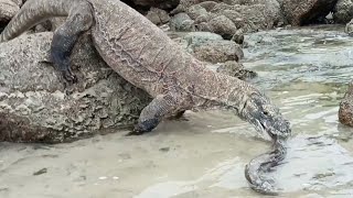 Komodo yummy yummy eel😱 [upl. by Sivehc387]