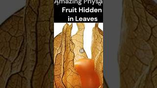 Physalis fruitbenefits amp uses caps gooseberry golden berry health tips amazingfacts malabarplum [upl. by Frohman]