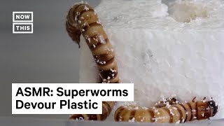 Scientists Discover Superworms That Digest Styrofoam [upl. by Vish]