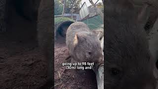 This creature crushes skulls with its butt animal wombat oneminsmarter [upl. by Gnim589]