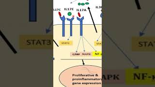 Psoriasis Pathogenesis Presenting the Key Role of Keratinocytes shorts [upl. by Sherrard]