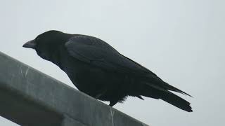 Carrion Crow Corvus corone Landtong Rozenburg ZH the Netherlands 10 Nov 2024 13 [upl. by Kcirdled175]