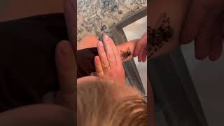 When Unboxing a Tarantula goes wrong  A geniculata Female [upl. by Arretak]