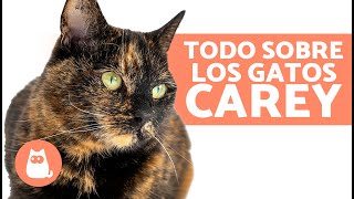 La LEYENDA de las GATAS CAREY 🐱🧡 ¿Siempre son Hembras ¿Son Infértiles [upl. by Eimareg]