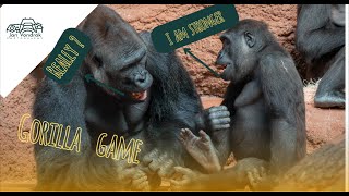 🦍Gorilla game 🤪 I am stronger  Really🌿4K [upl. by Costello]