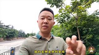 广西小凤和小梅哥为了视频利益，合作拍套路视频欺骗网友。 [upl. by Betthel833]