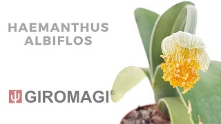 Haemanthus albiflos [upl. by Honniball]