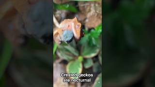 How to feed your Crested Gecko BUGS crestedgecko Feedingcrestedgeckos dubiaroaches [upl. by Stark]