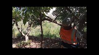 Control de mosca blanca con jabón potásico en el cultivo de palto fuerte en San Francisco  Omate [upl. by Retsae]