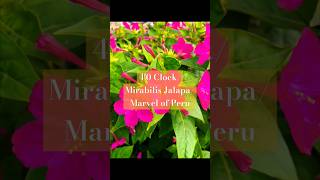 40 Clock  Mirabilis Jalapa  Marvel of Peru 🩷 [upl. by Treble]