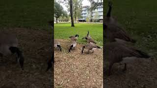 Video of canadian geese honking at the same time [upl. by Richela]