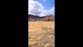 Braque Francais puppy upland bird hunting training [upl. by Senilec127]