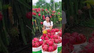 Wanna try these yummy dragon fruit fruits 🍊🍓🍉🍎🥭shorts nature fruit [upl. by Page]